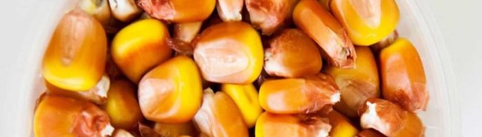 <strong>Project &#8220;Study on the suitability of Hungarian maize seeds for Lithuanian climatic conditions&#8221;</strong>