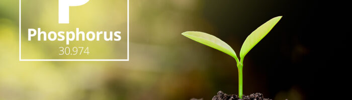 Farming without phosphorus?