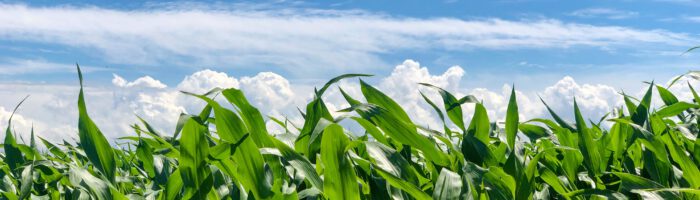 Maize crops and BioNPK Powder S: almost 17% higher yield