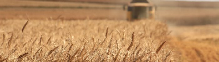 Increasing yield and quality of winter wheat with BioSpektrum