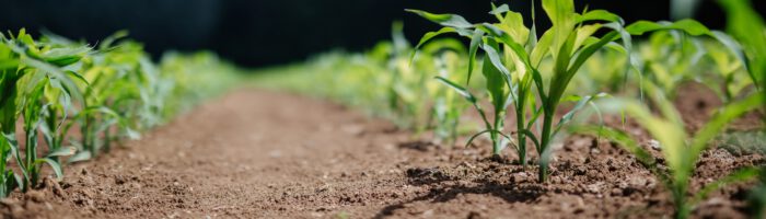 Enhancing maize harvests and soil health in drought-prone regions