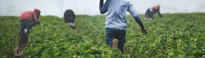 Pioneering Sustainable Fertilizer Practices in Africa